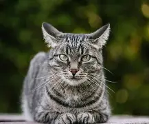 浓眉哥大比分领先悬念揭晓(浓眉哥最高得分的比赛是哪一场)|PP真人官方入口